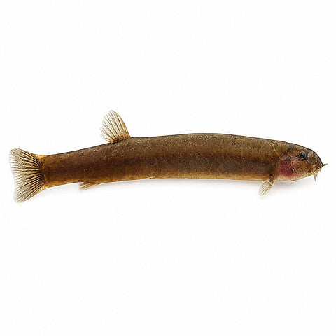 Black Kuhlii Loach - Apex AquaticBlack Kuhlii Loach