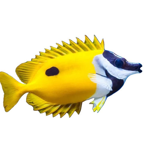Black Spot Foxface - Apex AquaticBlack Spot Foxface