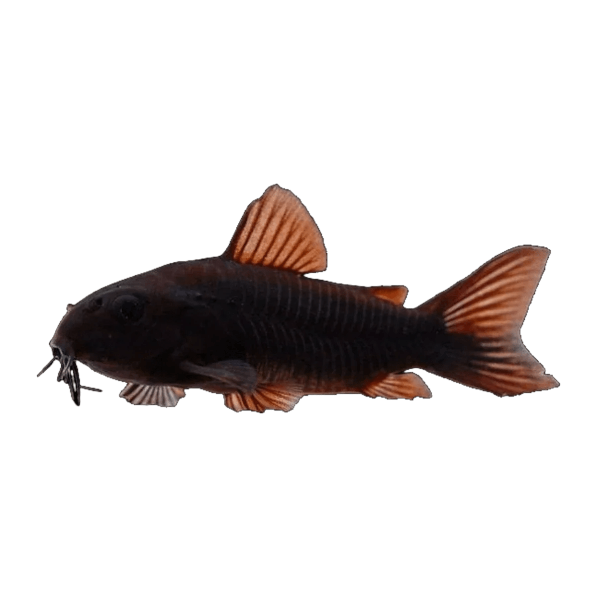 Black Venezuela Corydora - Apex AquaticBlack Venezuela Corydora