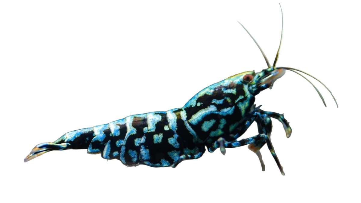 Blue Galaxy BOA Shrimp - Apex AquaticBlue Galaxy BOA Shrimp