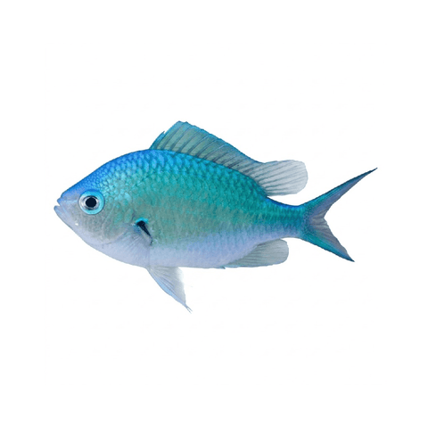 Blue Green Chromis - Apex AquaticBlue Green Chromis