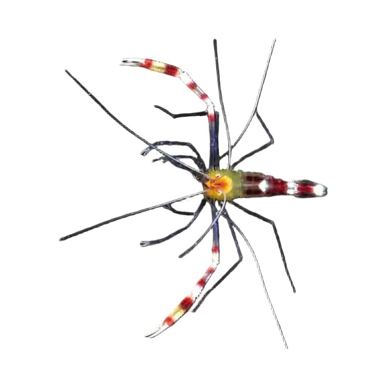 Blue Legged Yellow Coral Banded Shrimp (Pair) - Apex AquaticBlue Legged Yellow Coral Banded Shrimp (Pair)