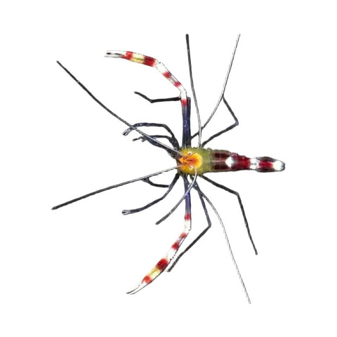 Blue Legged Yellow Coral Banded Shrimp (Pair) - Apex AquaticBlue Legged Yellow Coral Banded Shrimp (Pair)