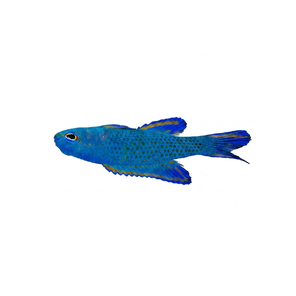 Blue assessor