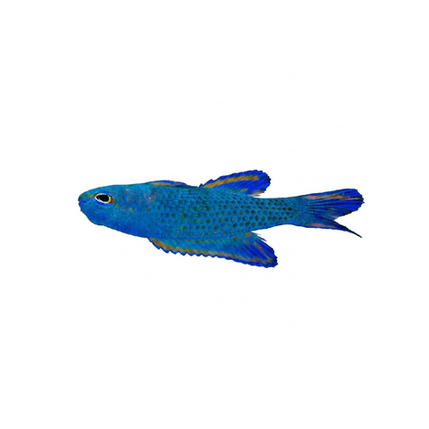 Blue assessor