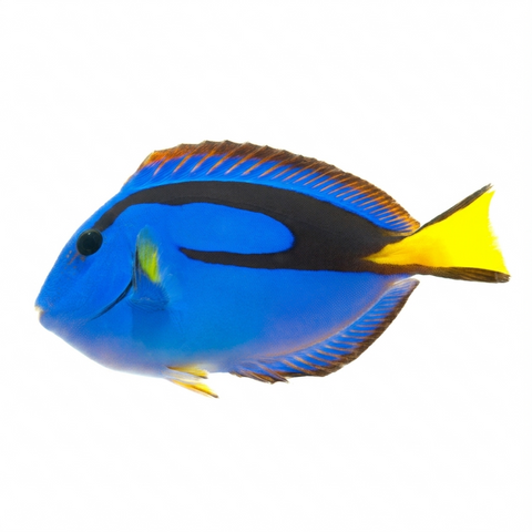 Blue Tang
