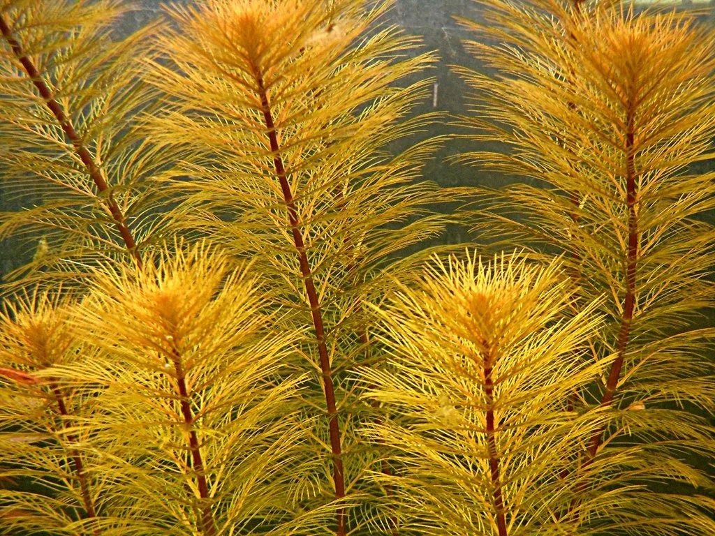 Bronze Milfoil - Apex AquaticBronze Milfoil
