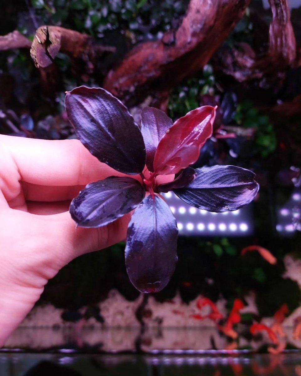 Bucephalandra Pandora Queen - Apex AquaticBucephalandra Pandora Queen