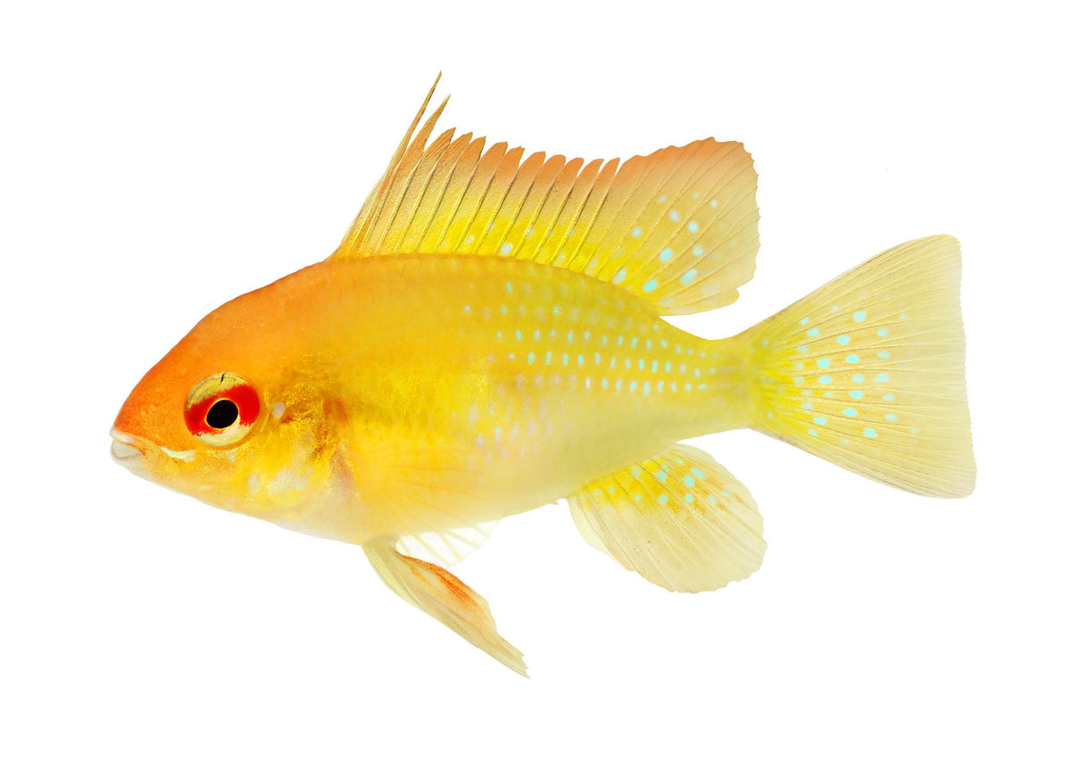 Super Yellow Ram (Mikrogeophagus ramirezi)