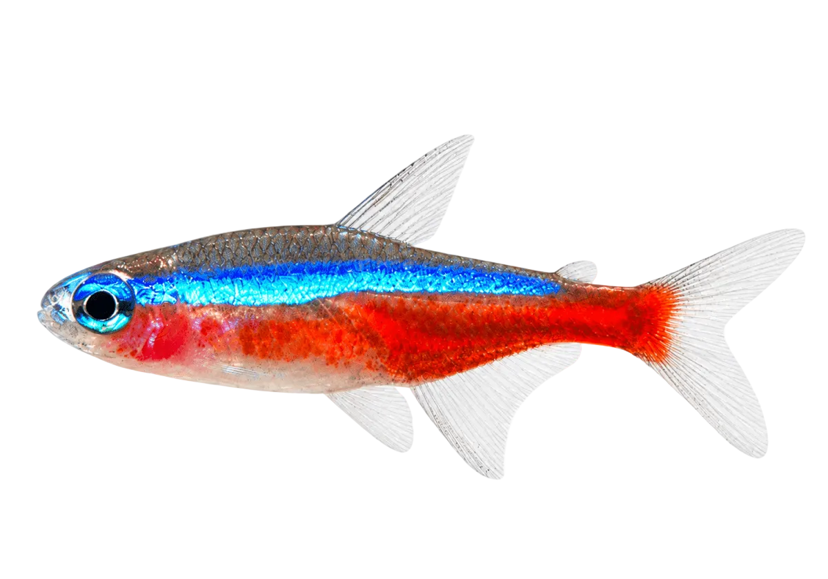Cardinal Tetra - Apex AquaticCardinal Tetra