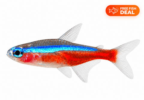 Cardinal Tetra - Apex AquaticCardinal Tetra