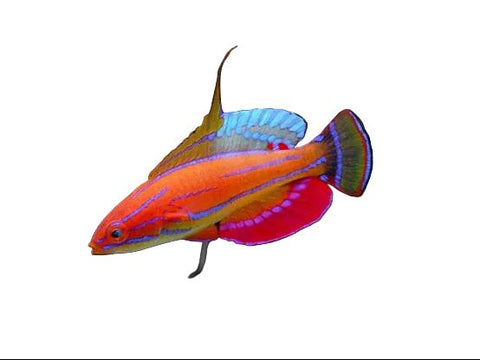 Carpenter Flasher Wrasse - Apex AquaticCarpenter Flasher Wrasse