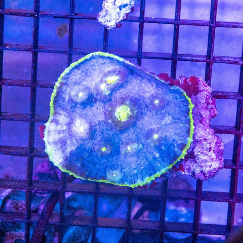 Chalice - Apex AquaticChalice