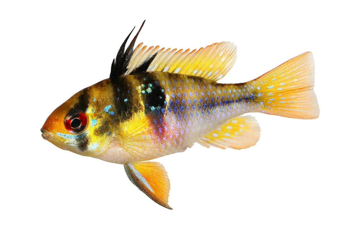 German Blue Ram (Mikrogeophagus ramirezi)