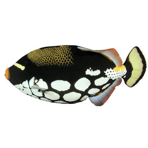 Clown Trigger - Apex AquaticClown Trigger