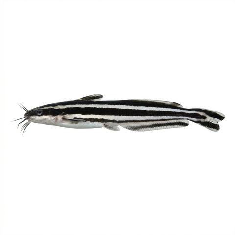 Coral Catfish