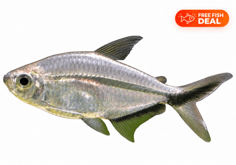 Costae Tetra - Apex AquaticCostae Tetra