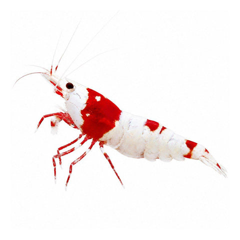 Crystal Red Shrimp - Apex AquaticCrystal Red Shrimp