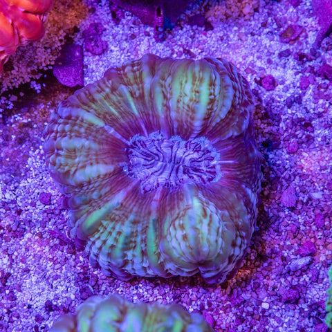 Cynarina - Apex AquaticCynarina