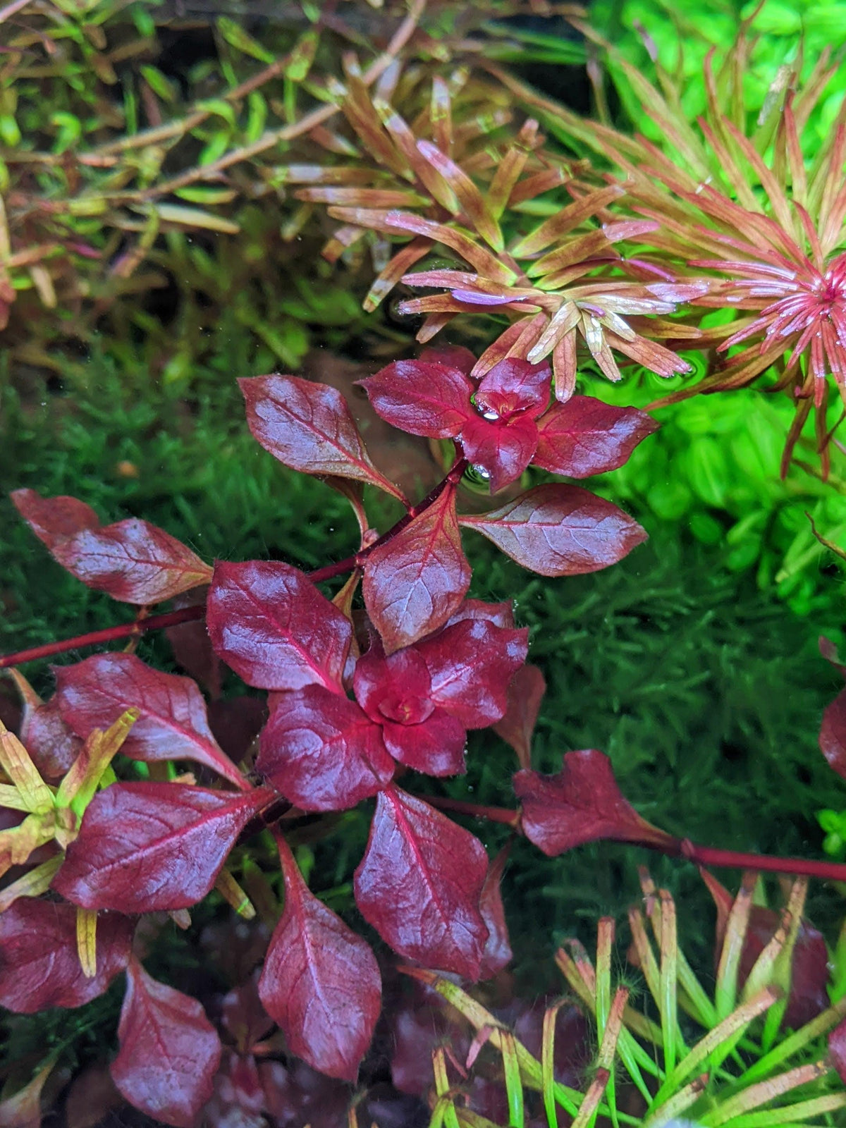 Ludwigia Super Red