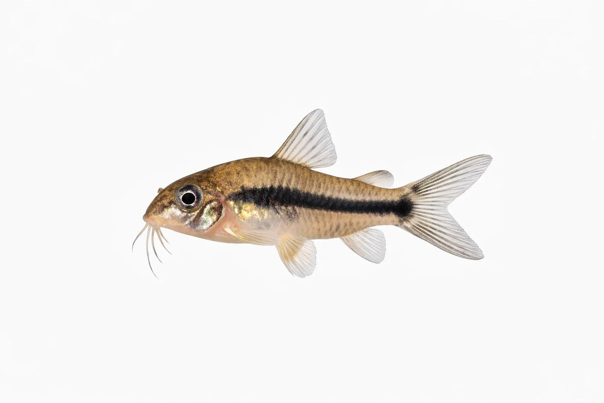Pygmy Corydora
