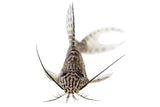 Featherfin Synodontis Catfish - photo 2