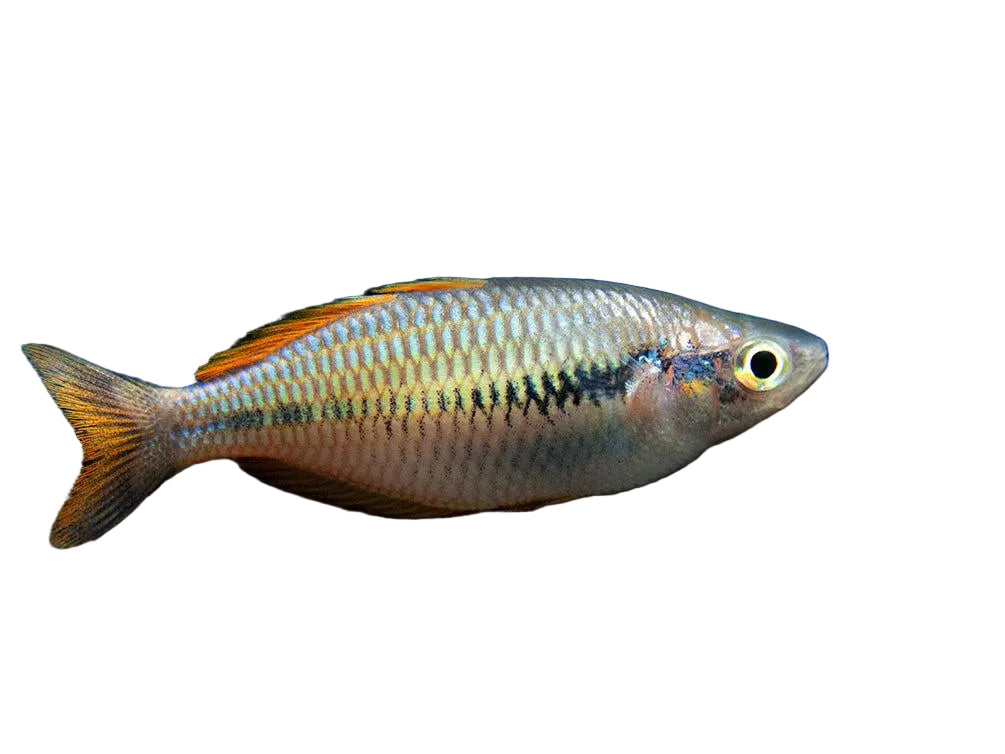 Parva Rainbowfish (Melanotaenia parva)