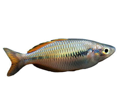 Parva Rainbowfish (Melanotaenia parva)