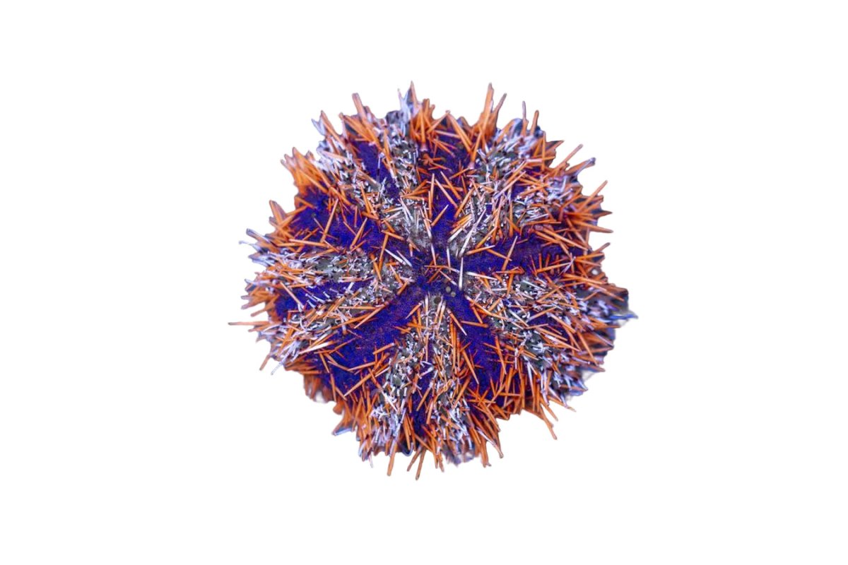 Decorator Urchin - Apex AquaticDecorator Urchin