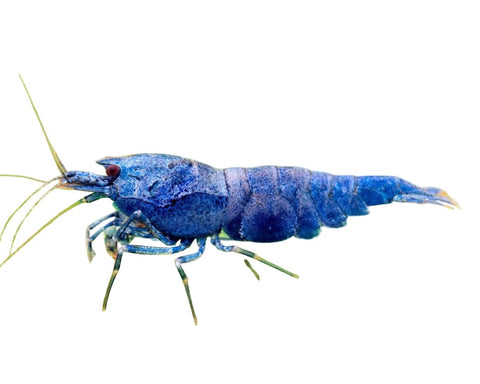 Deep Blue Bolt Shrimp - Apex AquaticDeep Blue Bolt Shrimp