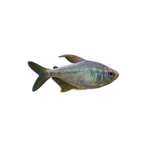 Diamond Tetra - Apex AquaticDiamond Tetra