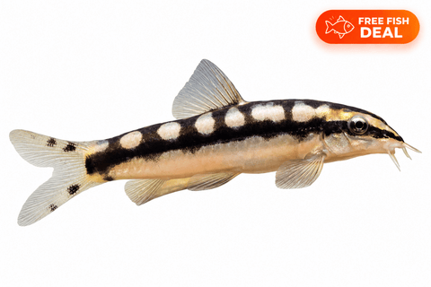 Dwarf Chain Loach - Apex AquaticDwarf Chain Loach