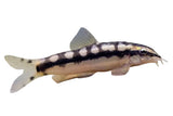 Dwarf Chain Loach - photo 2