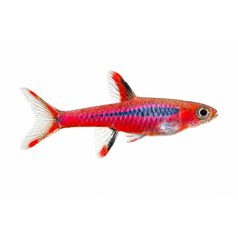 Dwarf Chilli Rasbora - Apex AquaticDwarf Chilli Rasbora