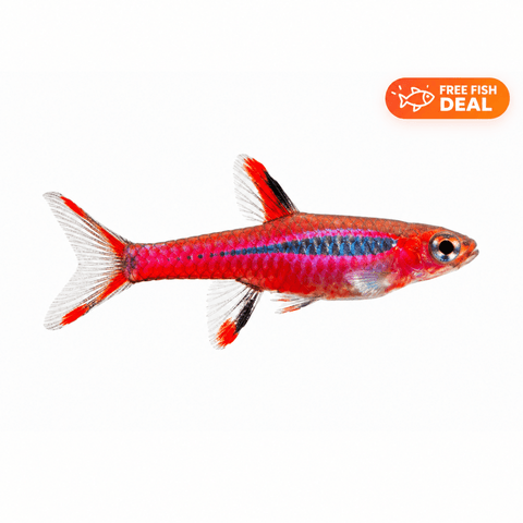 Dwarf Chilli Rasbora - Apex AquaticDwarf Chilli Rasbora