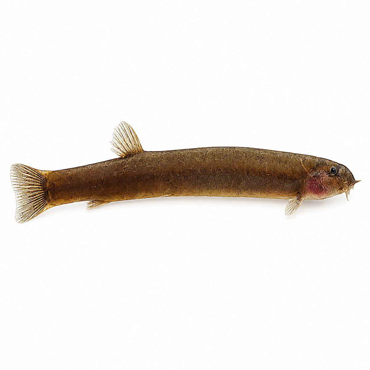 Black Kuhlii Loach