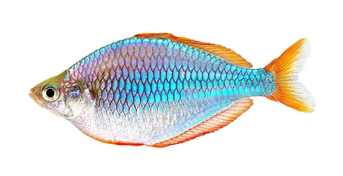 Neon Rainbowfish (Melanotaenia praecox)