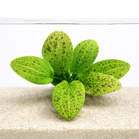 Echinodorus Ozelot Green - Apex AquaticEchinodorus Ozelot Green