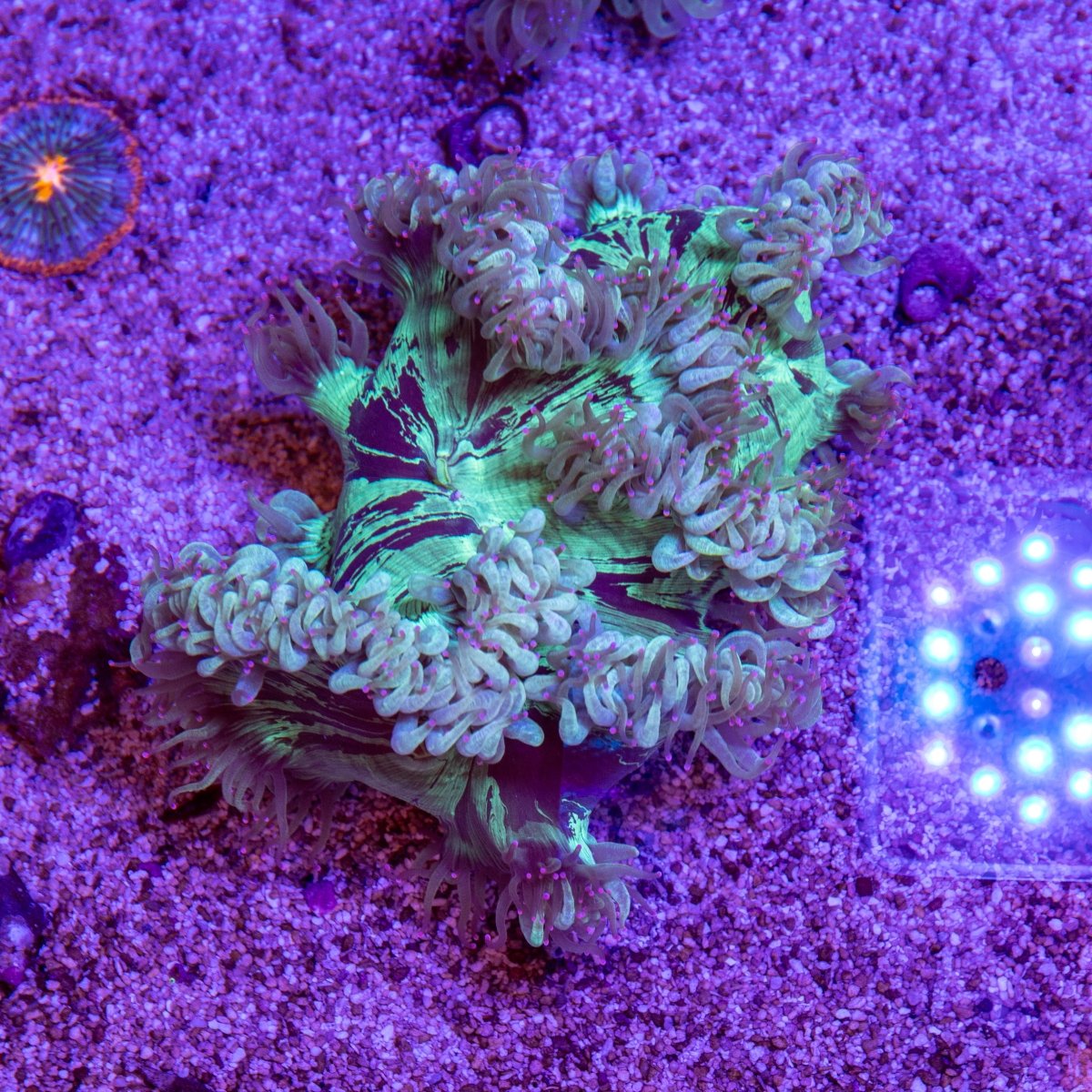 Elegance - Apex AquaticElegance