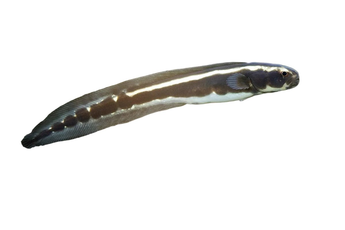 Engineer goby - Apex AquaticEngineer goby