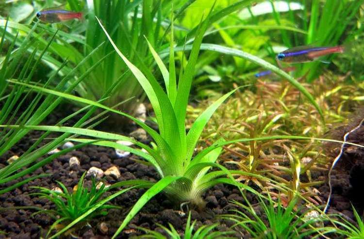 Eriocaulon Parkeri