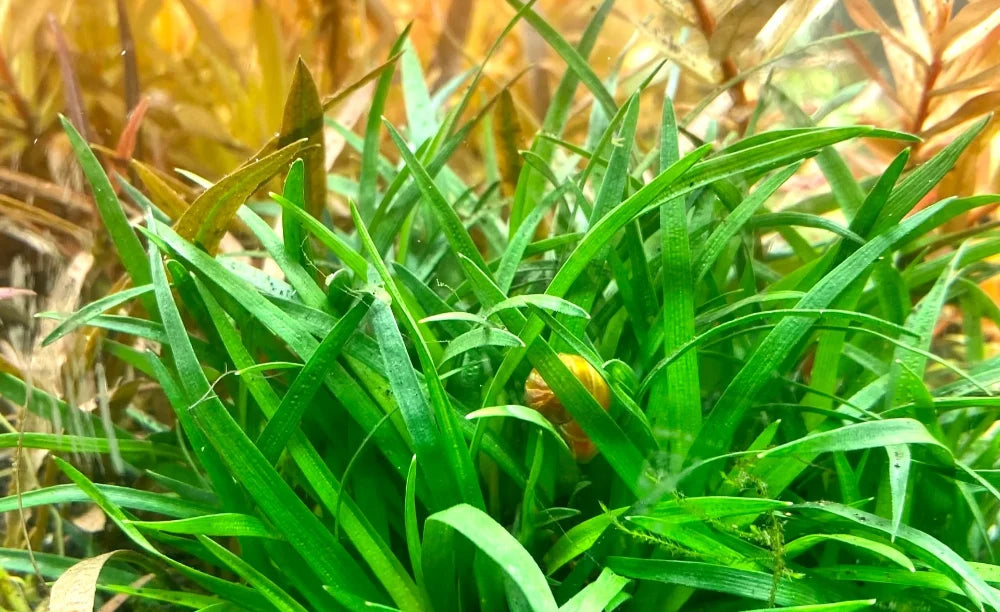 Eriocaulon Vietnam