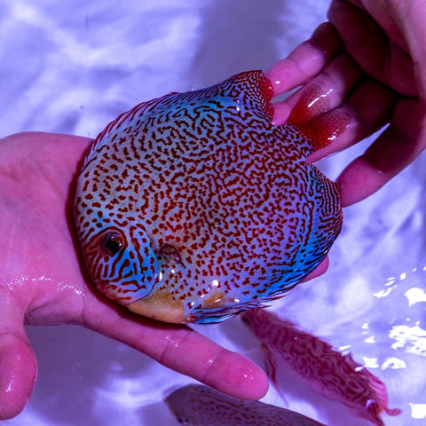 Eruption Discus - WYSIWYG Disc0011 - Apex AquaticEruption Discus - WYSIWYG Disc0011