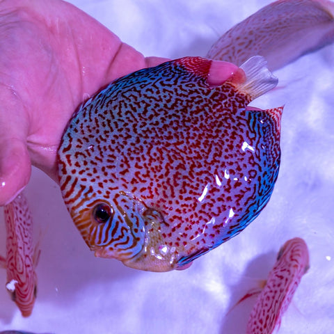 Eruption Discus - WYSIWYG Disc0012 - Apex AquaticEruption Discus - WYSIWYG Disc0012