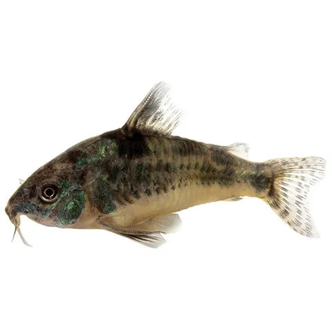 Peppered Corydora