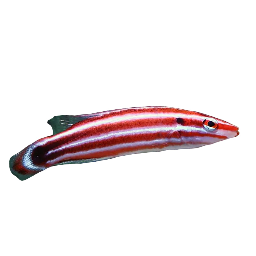 Candy Striped Hogfish