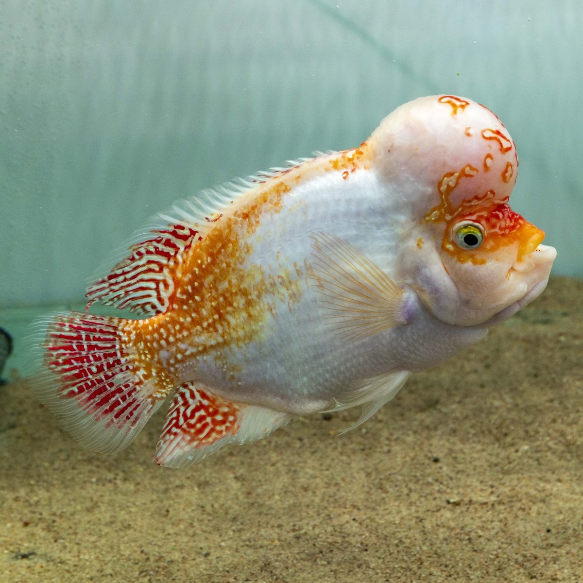 Fader Flowerhorn (Male) - FH002 - Apex AquaticFader Flowerhorn (Male) - FH002