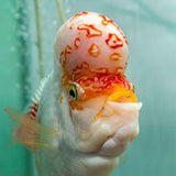 Fader Flowerhorn (Male) - FH002 - photo 4