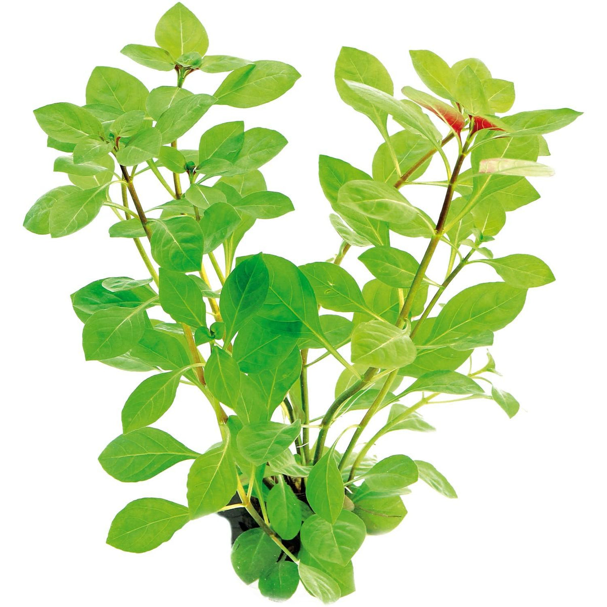 Ludwigia Repens