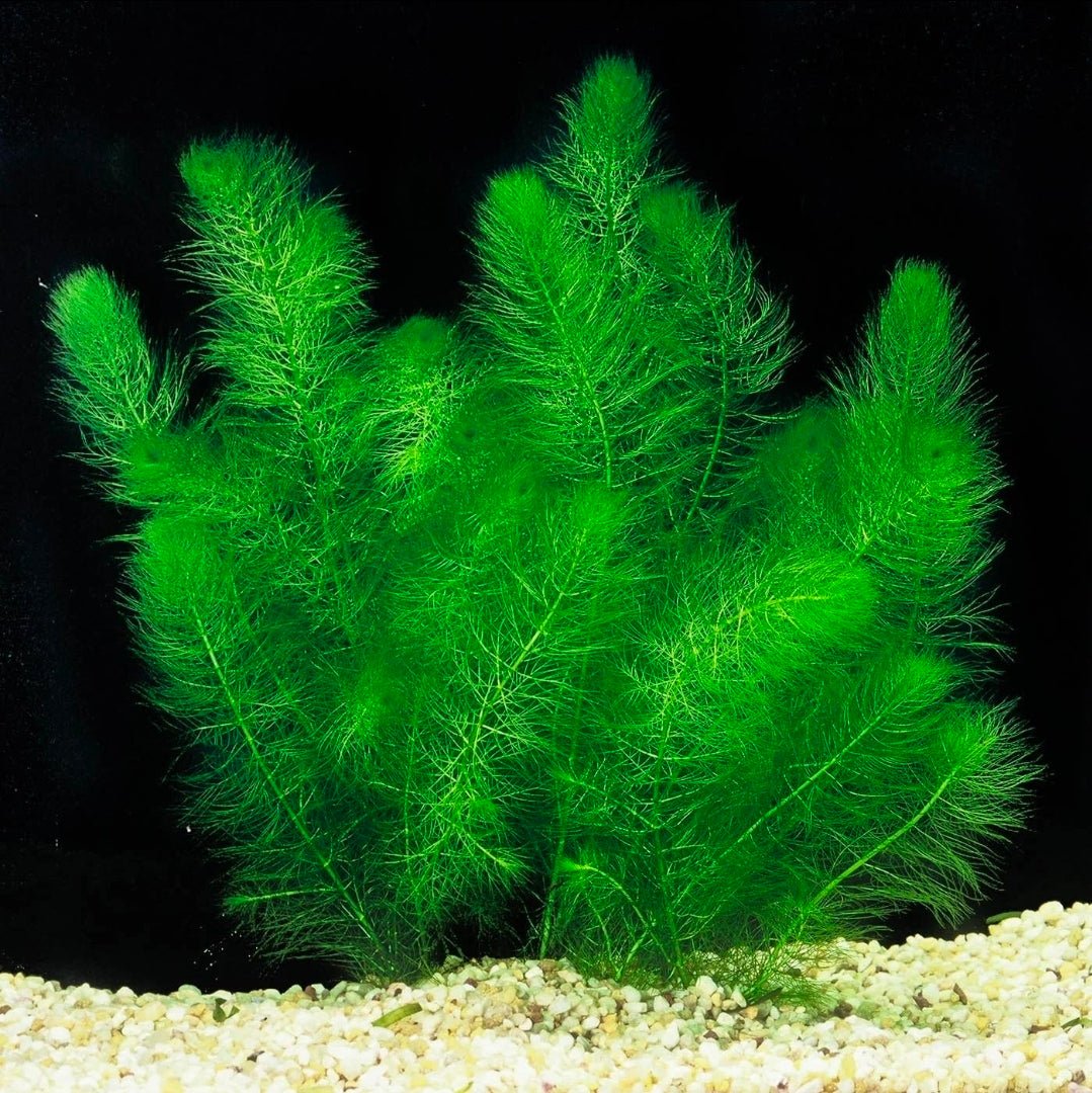 Filigree Milfoil - Apex AquaticFiligree Milfoil